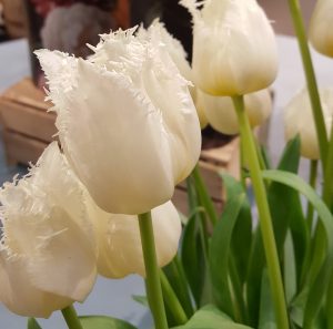Tulip Close up