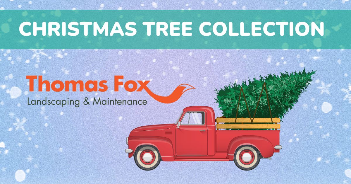 Christmas Tree Collection