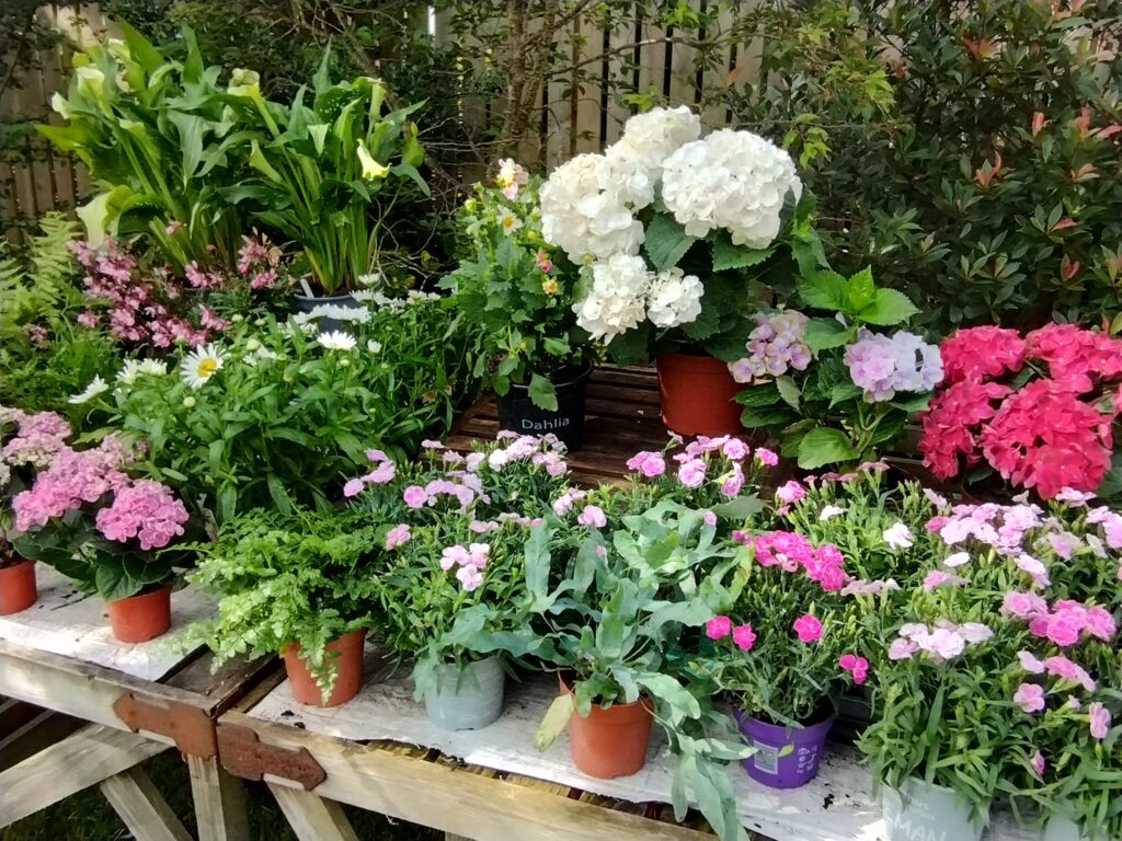 Ettington Plant Sale