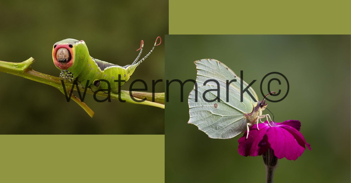 Butterfly image with watermark