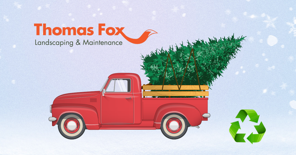 Christmas Tree Recycling